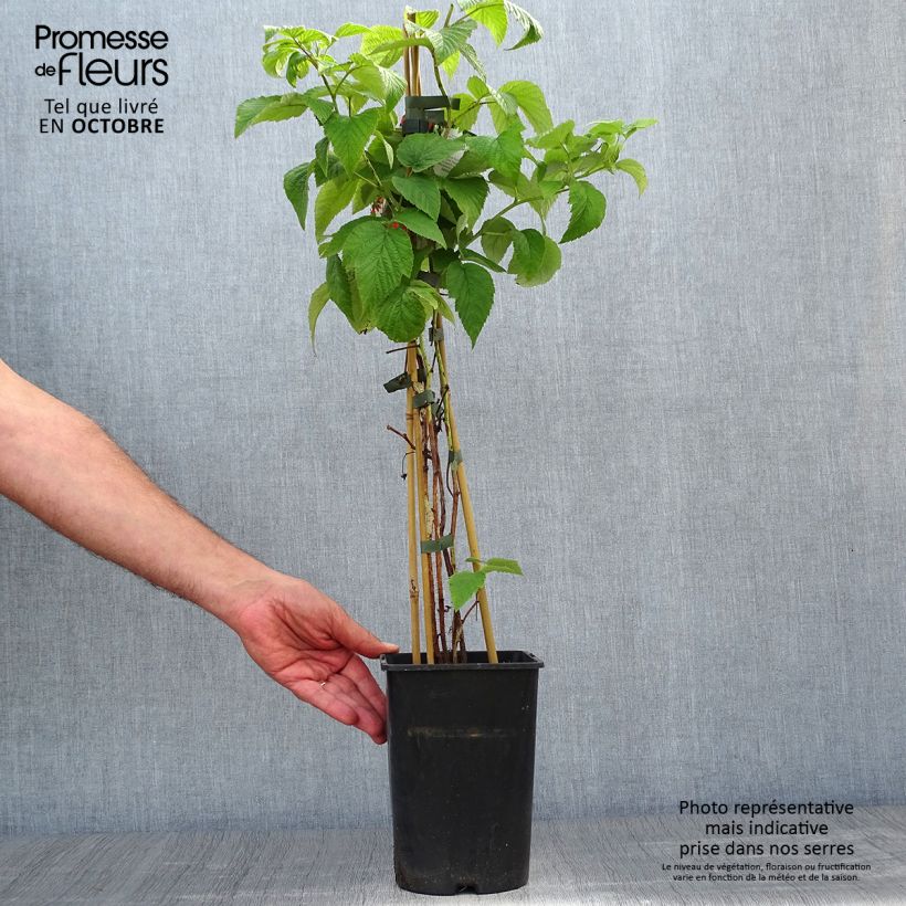 Example of Himbeere Tulameen Topf mit 2L/3L, Strauch as you get in automne