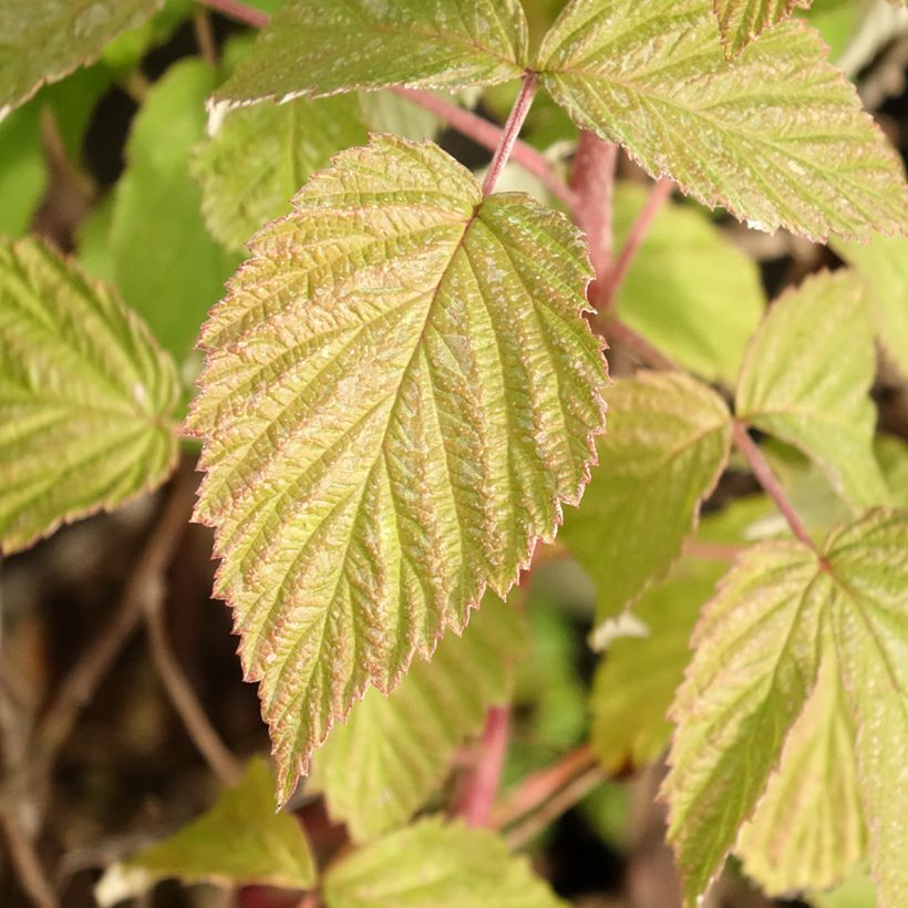 Himbeere Twotimer Allyouneed (Foliage)