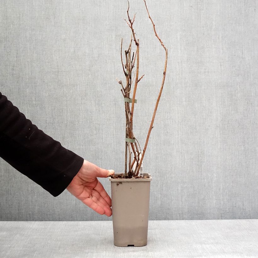 Exemplar von Himbeere Twotimer Allyouneed Topf mit 1,5L/2L wie im Winter geliefert