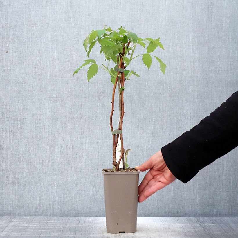 Exemplar von Himbeere Twotimer Allyouneed Topf mit 1,5L/2L wie im Frühjahr geliefert