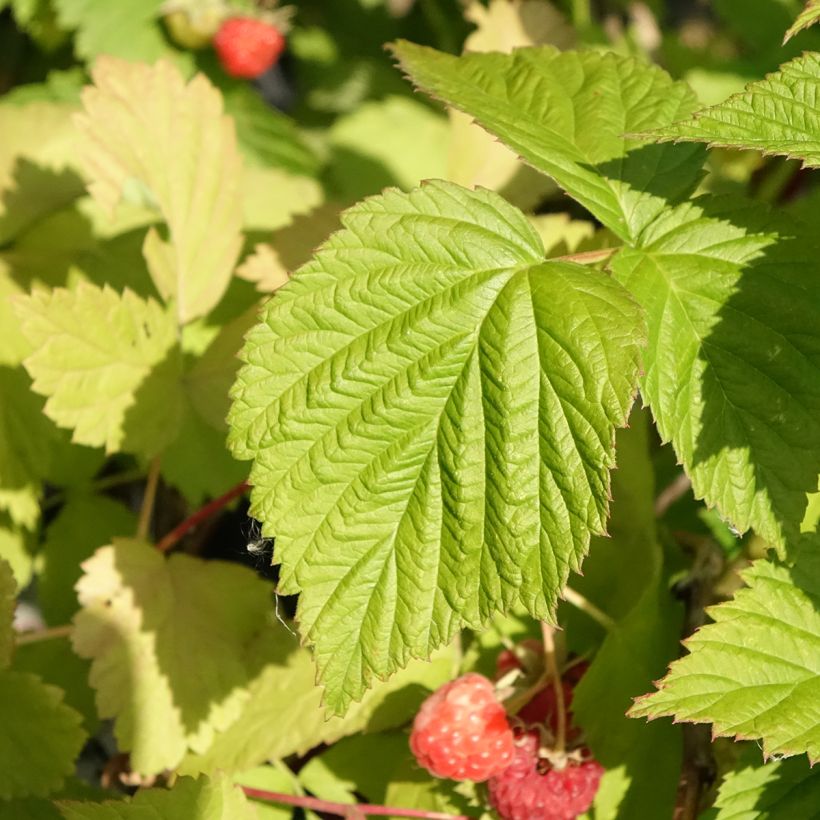Himbeere Versailles Bio (Foliage)