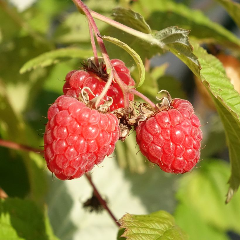Himbeere Versailles Bio (Harvest)