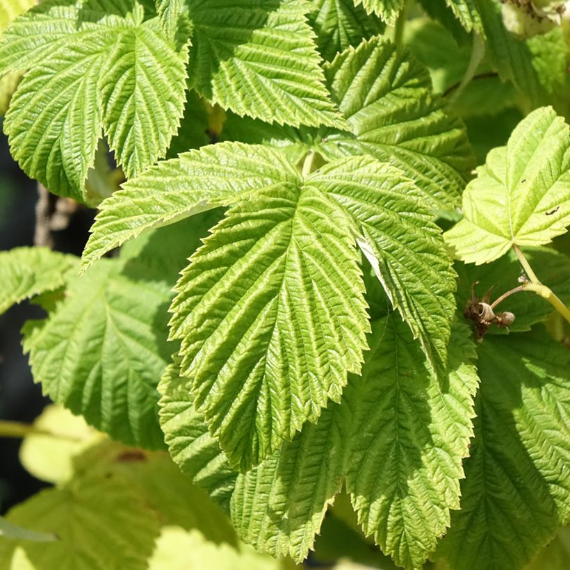 Himbeere Violette (Foliage)