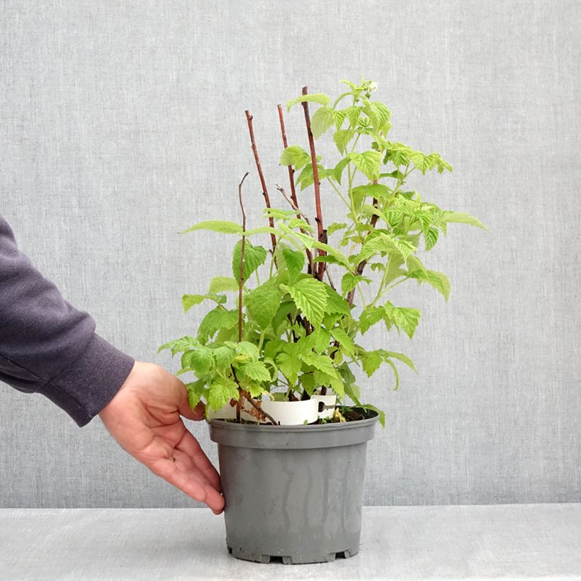 Exemplar von Himbeere Violette Topf mit 3L/4L wie im Frühjahr geliefert