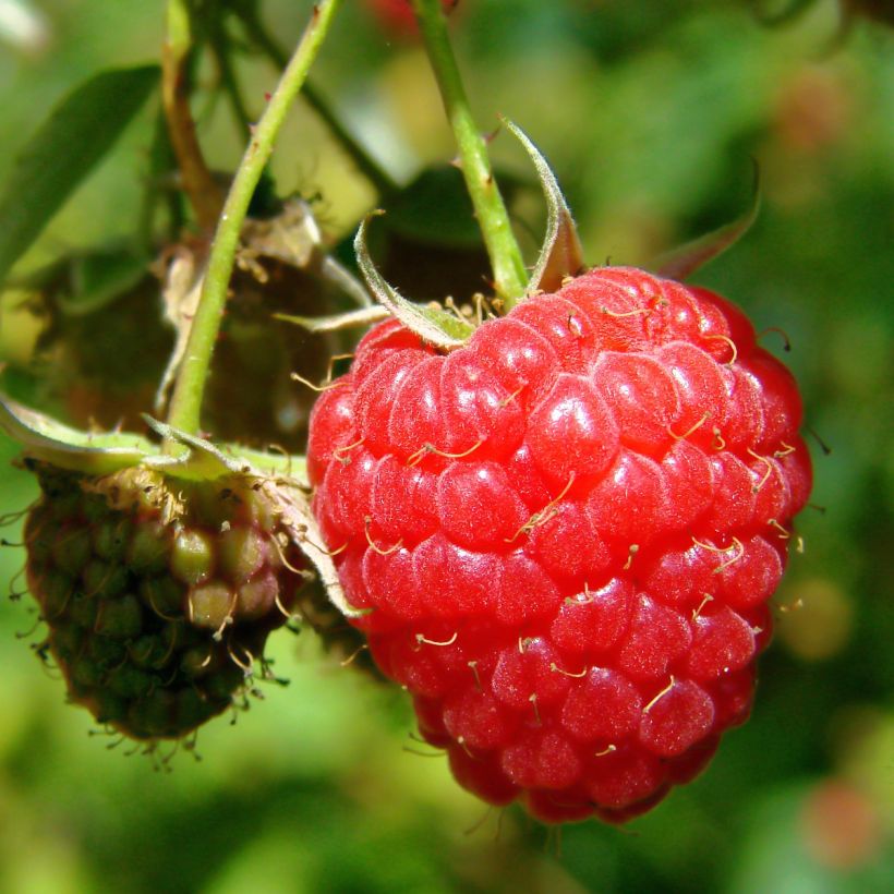 Himbeere Willamette (Harvest)