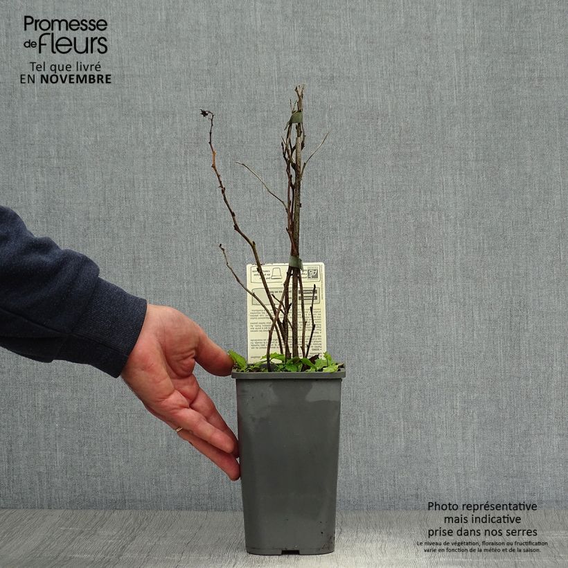 Example of Himbeere Zefa Herbsternte B Bio Topf mit 1,5L/2L, Strauch/Busch, mehrstämmig as you get in automne