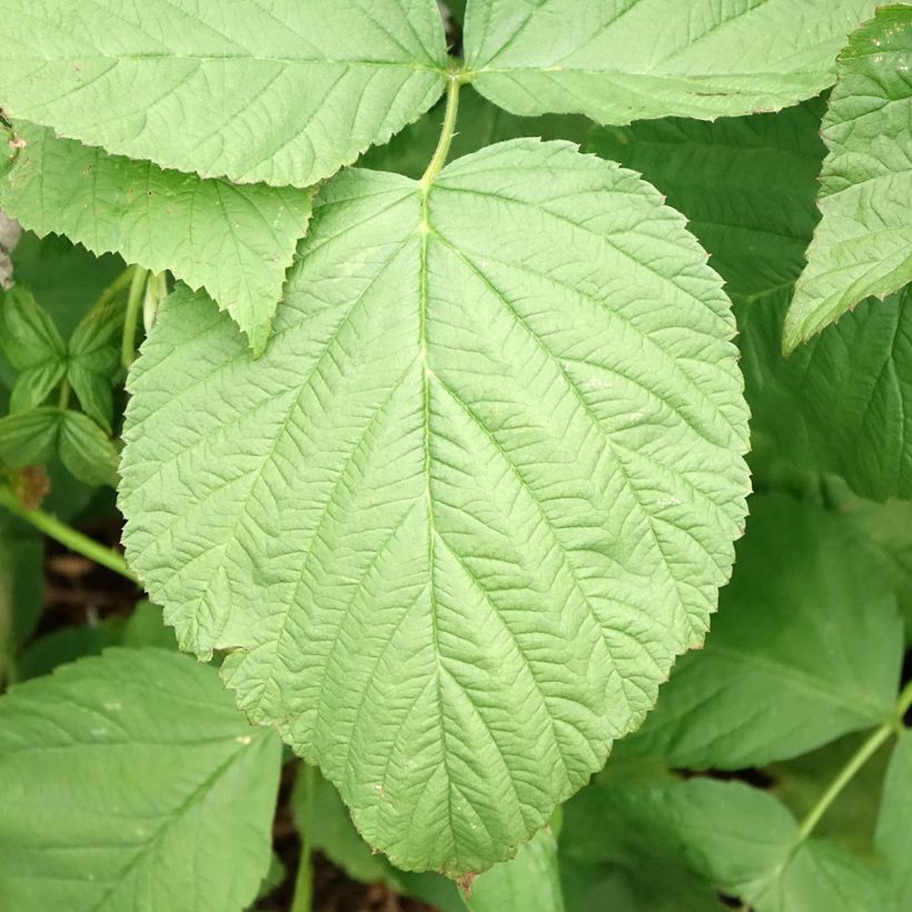 Himbeere Zefa Herbsternte (Foliage)