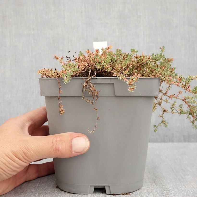 Example of Frankenia laevis - Glatte Seeheide Topf mit 2L/3L as you get in ete