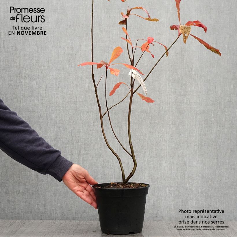 Example of Franklinia alatamaha - Franklinie Topf mit 4L/5L as you get in automne
