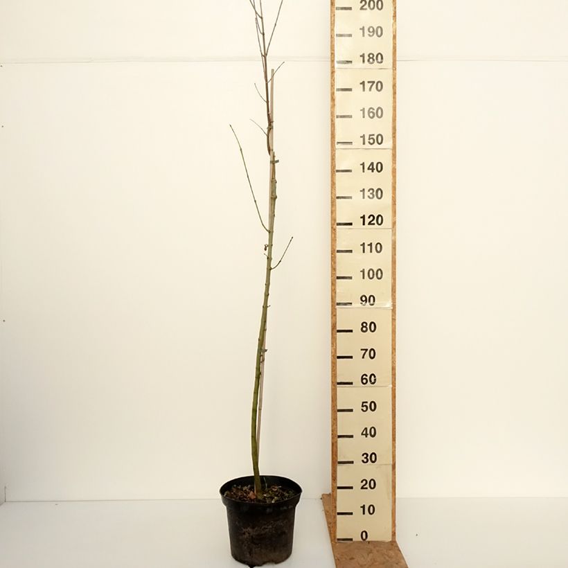 Exemplar von Fraxinus americana Hunky Punk - Weiß-Esche Topf mit 7,5L/10L wie im Herbst geliefert