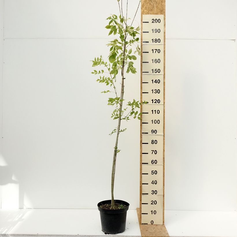 Example of Fraxinus americana Hunky Punk - Weiß-Esche Topf mit 7,5L/10L as you get in ete