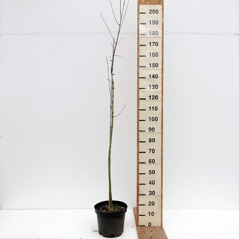 Exemplar von Fraxinus americana Hunky Punk - Weiß-Esche Topf mit 7,5L/10L wie im Winter geliefert