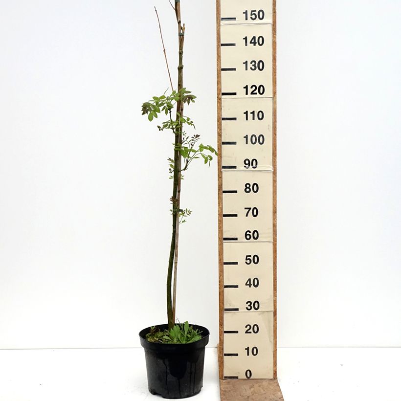 Exemplar von Fraxinus americana Hunky Punk - Weiß-Esche Topf mit 7,5L/10L wie im Frühjahr geliefert