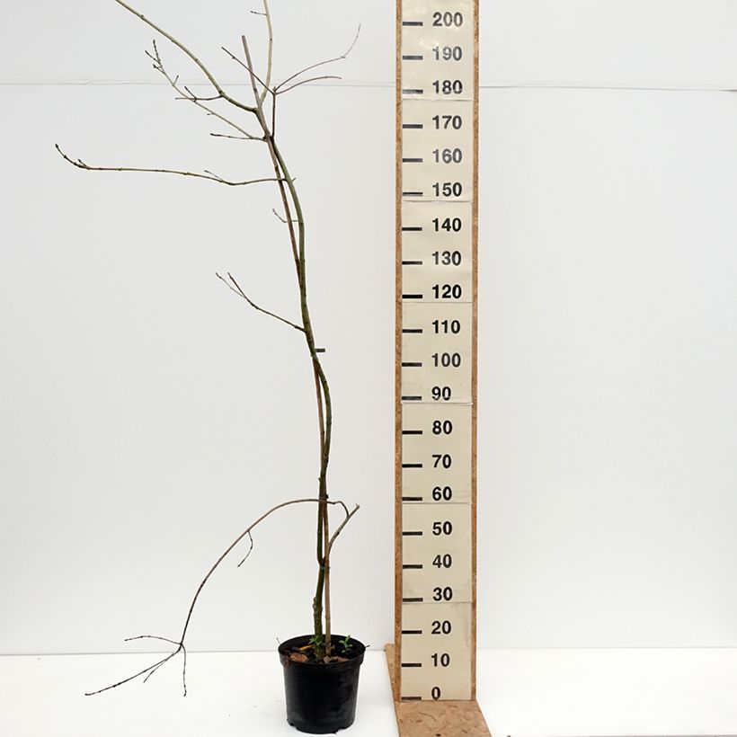 Exemplar von Gemeine Esche Aarsee - Fraxinus excelsior Topf mit 7,5L/10L wie im Herbst geliefert