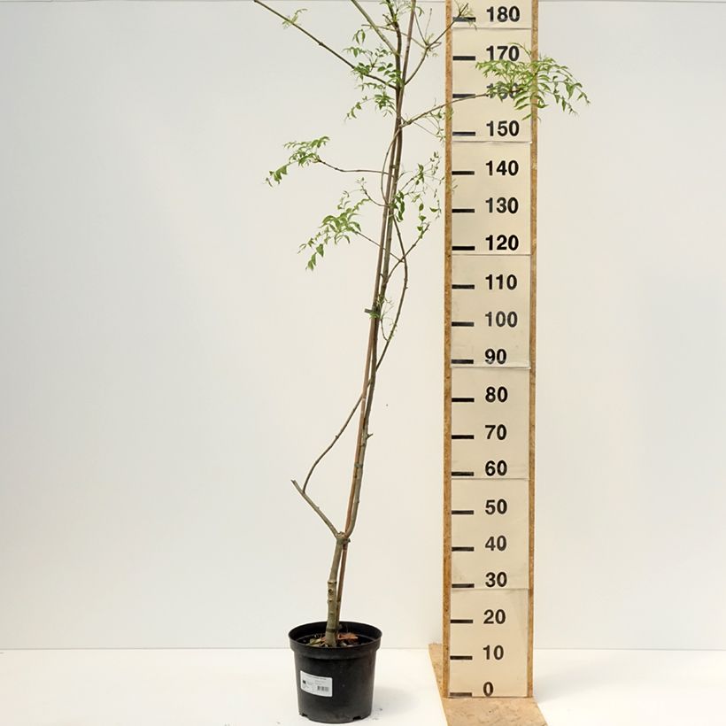 Example of Gemeine Esche Aarsee - Fraxinus excelsior Topf mit 7,5L/10L as you get in printemps