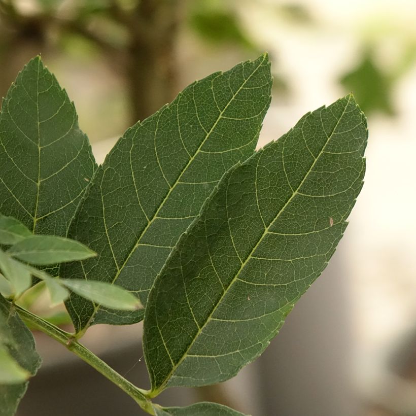 Gemeine Esche Abiona - Fraxinus excelsior (Foliage)