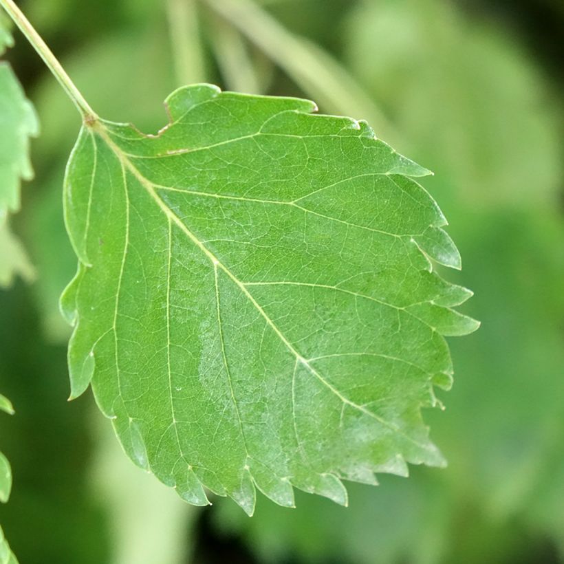Gemeine Esche Heterophylla Pendula - Fraxinus excelsior (Foliage)