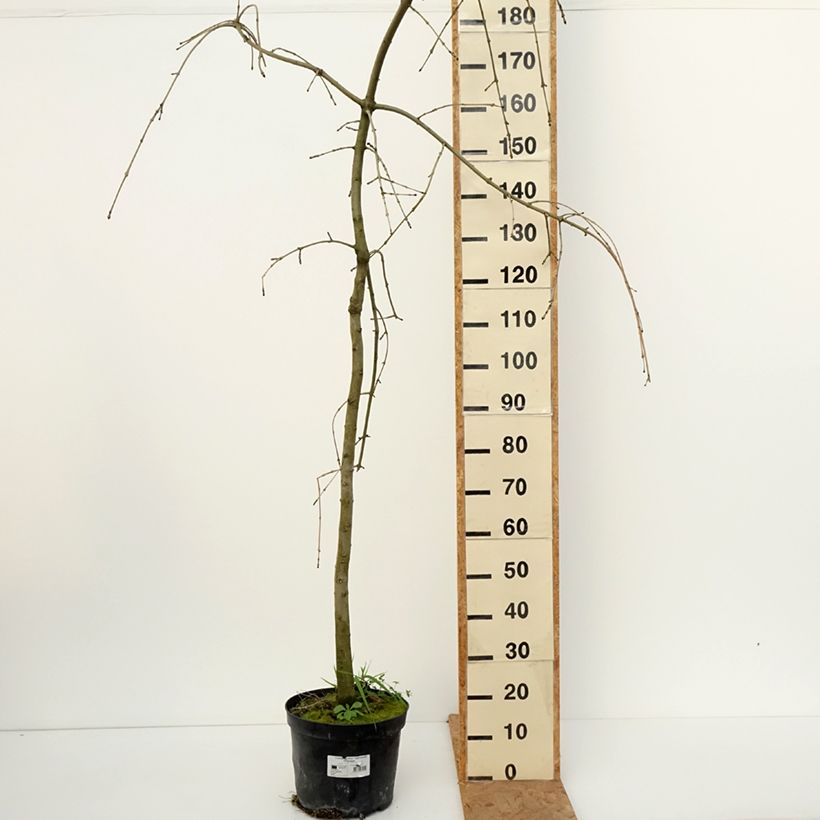 Exemplar von Gemeine Esche Heterophylla Pendula - Fraxinus excelsior Topf mit 7,5L/10L wie im Herbst geliefert