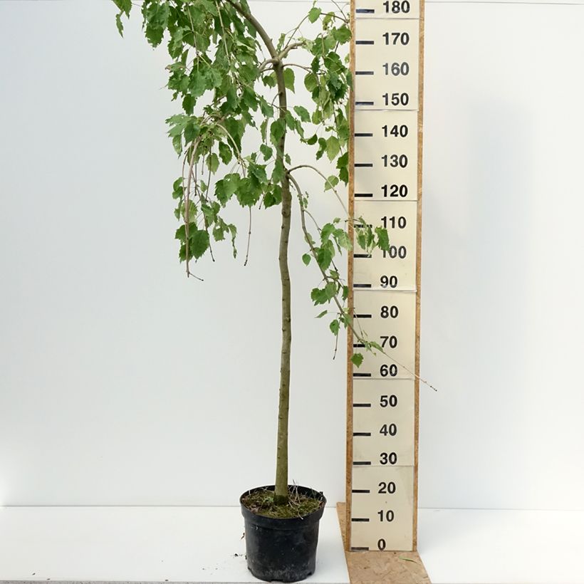Example of Gemeine Esche Heterophylla Pendula - Fraxinus excelsior Topf mit 7,5L/10L as you get in ete