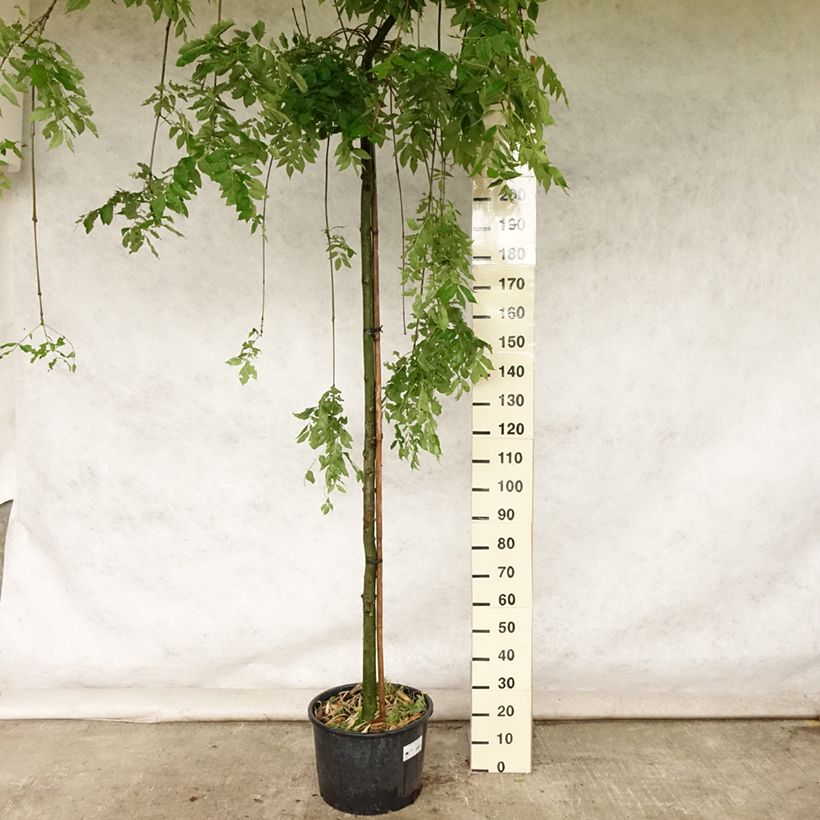 Example of Gemeine Esche Pendula - Fraxinus excelsior Topf mit 30L/35L as you get in ete