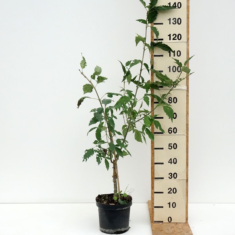 Example of Gemeine Esche Zygmunt Krasiński - Fraxinus excelsior Topf mit 7,5L/10L as you get in ete