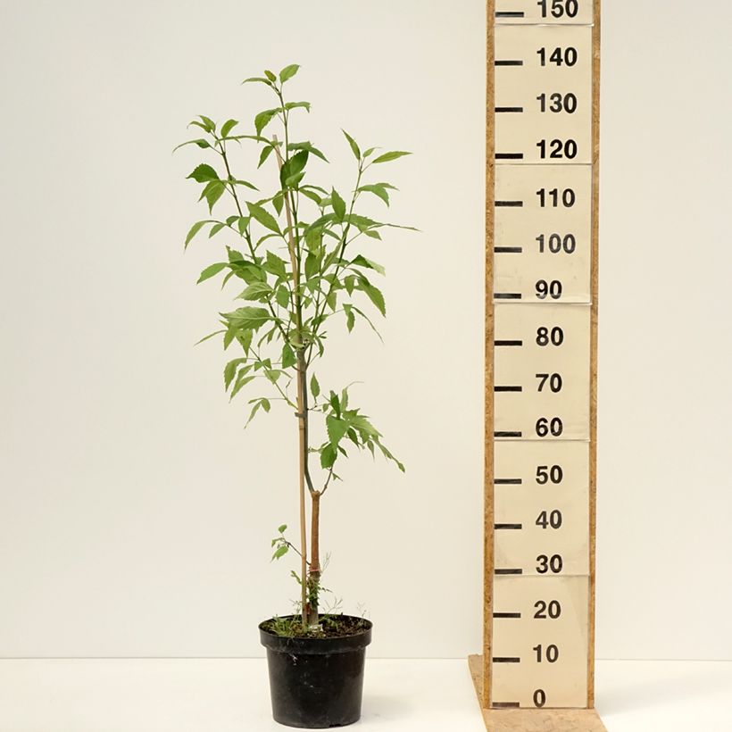 Exemplar von Gemeine Esche Zygmunt Krasiński - Fraxinus excelsior Topf mit 7,5L/10L wie im Frühjahr geliefert