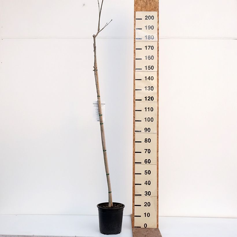 Exemplar von Manna-Esche - Fraxinus ornus Topf mit 7,5L/10L wie im Winter geliefert