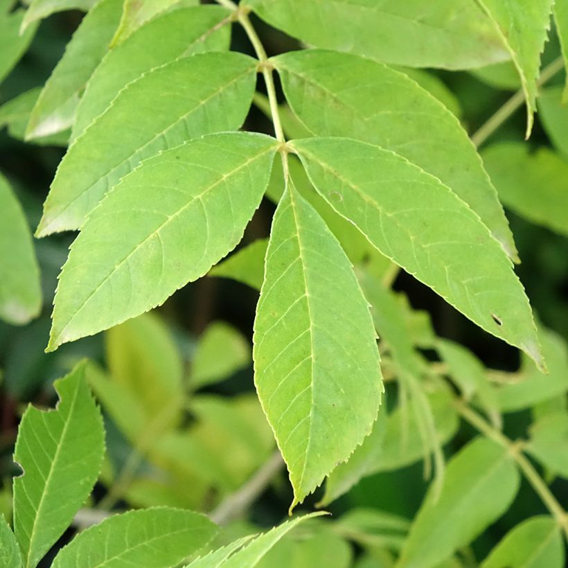Rot-Esche Argenteomarginata - Fraxinus pennsylvanica (Foliage)