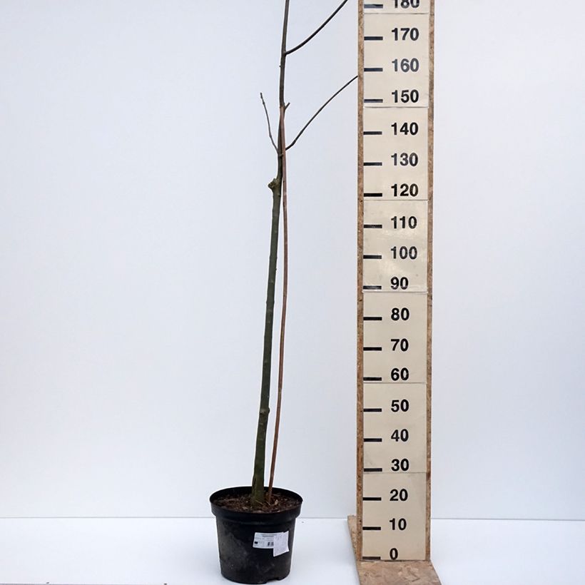 Example of Rot-Esche Argenteomarginata - Fraxinus pennsylvanica Topf mit 7,5L/10L as you get in hiver