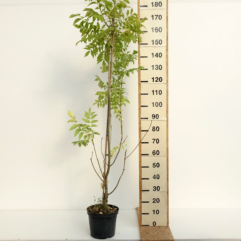 Example of Gemeine Esche Argenteovariegata - Fraxinus excelsior Topf mit 7,5L/10L as you get in ete