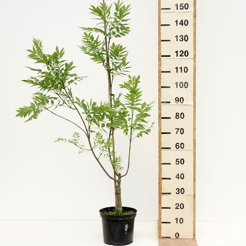 Exemplar von Gemeine Esche Argenteovariegata - Fraxinus excelsior Topf mit 7,5L/10L wie im Frühjahr geliefert