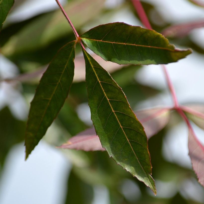 Schmalblättrige Esche Raywood - Fraxinus angustifolia (Foliage)