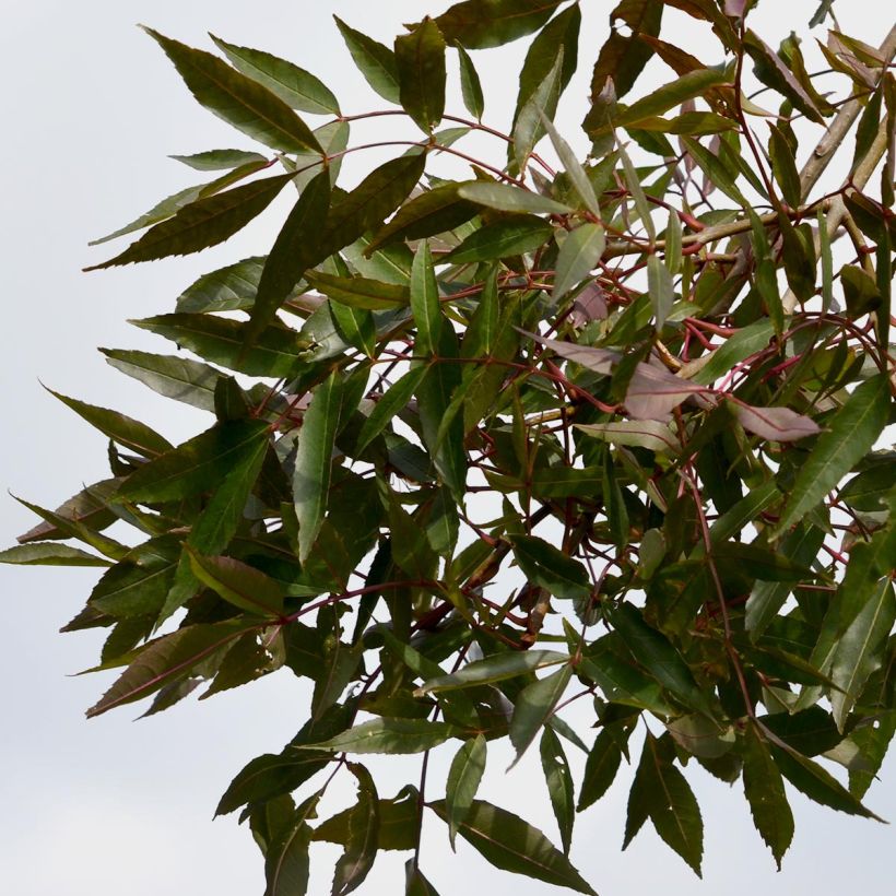 Example of Schmalblättrige Esche Raywood - Fraxinus angustifolia Topf mit 30L/35L as you get