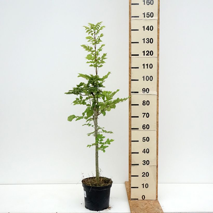 Example of Gemeine Esche Abiona - Fraxinus excelsior Topf mit 7,5L/10L as you get in ete