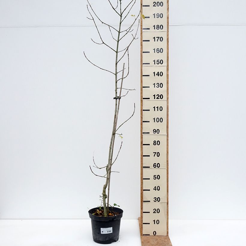 Exemplar von Schmalblättrige Esche Variegata - Fraxinus angustifolia Topf mit 12L/15L wie im Herbst geliefert