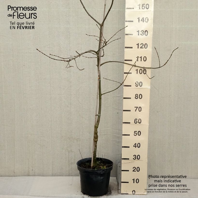 Example of Schmalblättrige Esche Variegata - Fraxinus angustifolia Topf mit 12L/15L as you get in hiver