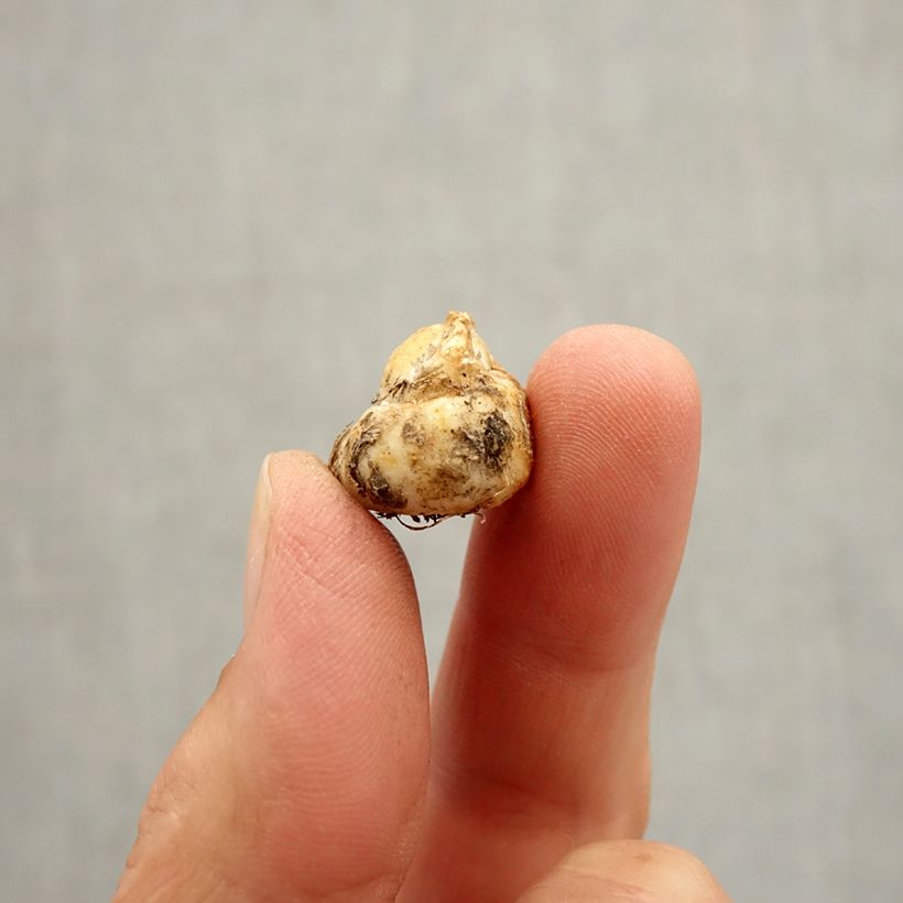 Example of Fritillaria reuteri Zwiebel size I as you get in automne
