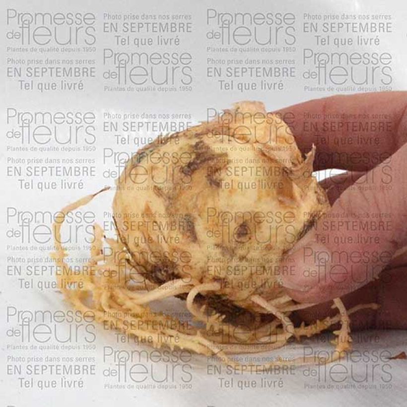 Example of Kaiserkrone Lutea - Fritillaria imperialis Zwiebel size 20+ as you get