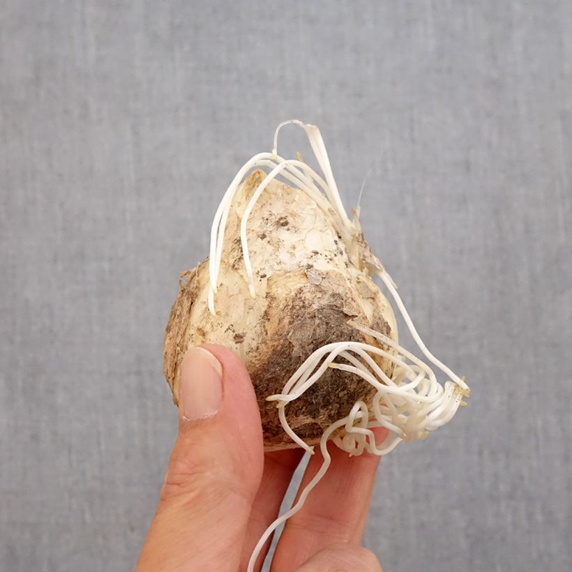 Exemplar von Kaiserkrone Lutea - Fritillaria imperialis Zwiebel Kaliber/Größe 20+ wie im Herbst geliefert