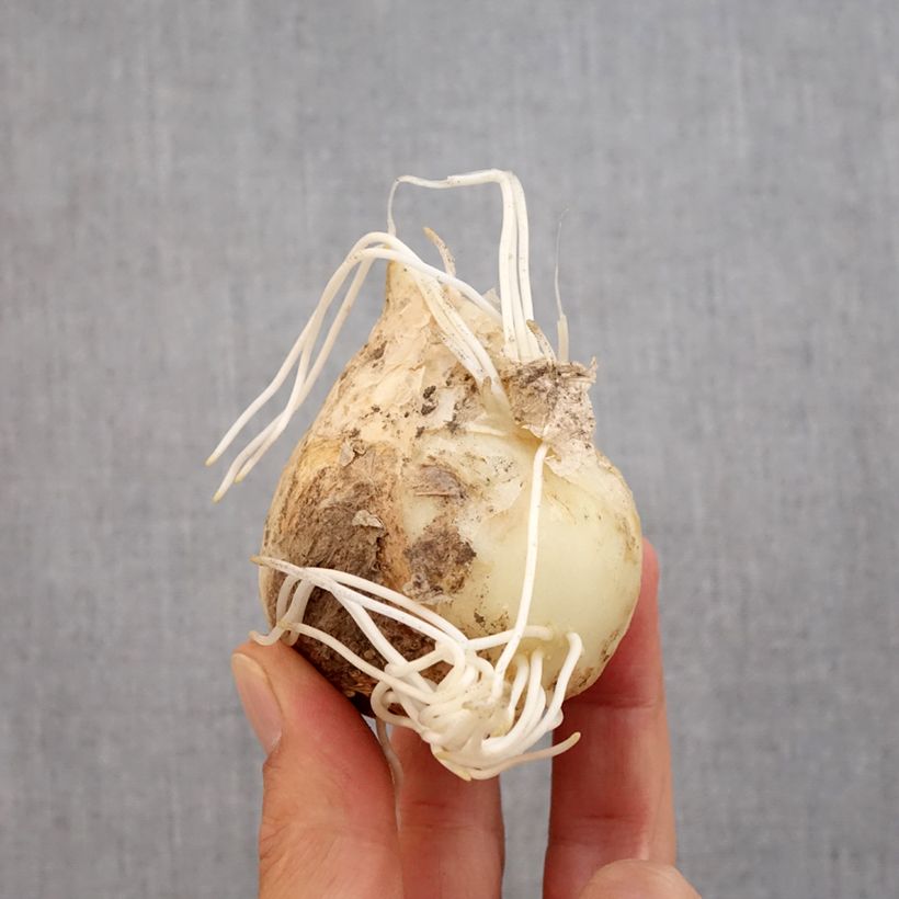 Exemplar von Kaiserkrone Prolifera - Fritillaria imperialis Zwiebel Kaliber/Größe 20+ wie im Herbst geliefert