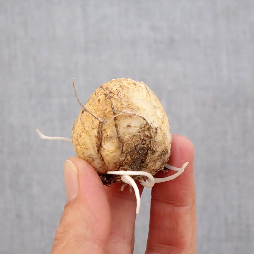 Exemplar von Kaiserkrone Tchaikovsky - Fritillaria imperialis Zwiebel Kaliber/Größe 14 wie im Herbst geliefert