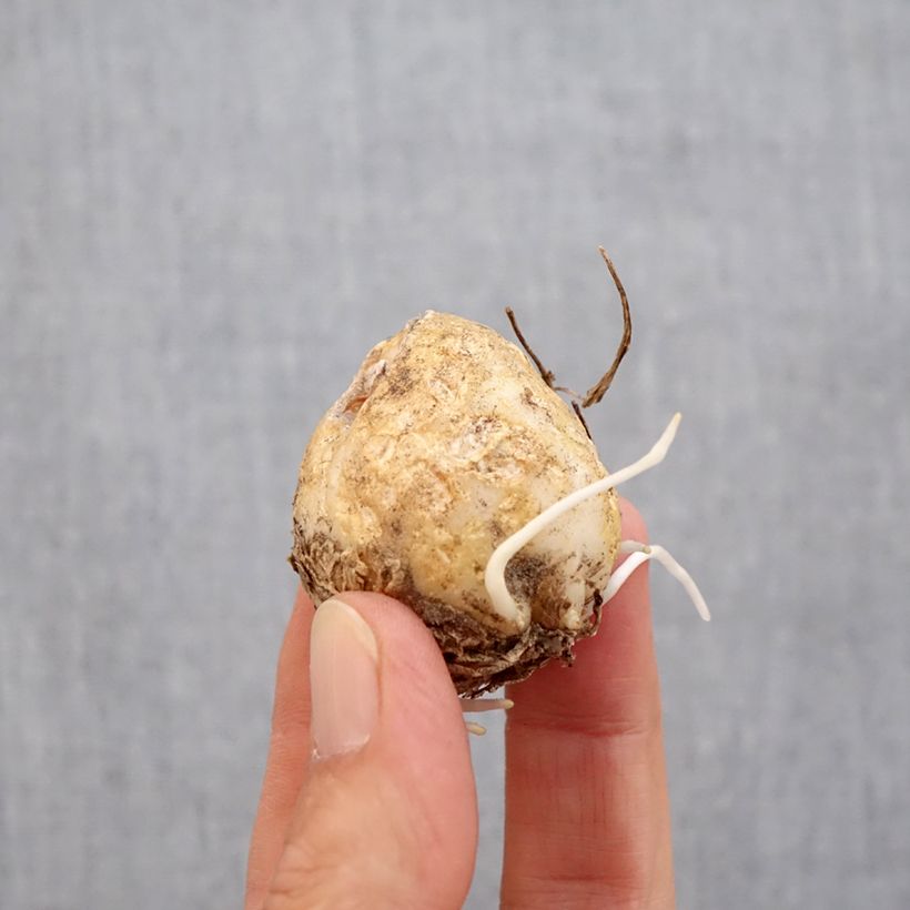 Exemplar von Kaiserkrone Vivaldi - Fritillaria imperialis Zwiebel Kaliber/Größe 14/16 wie im Herbst geliefert