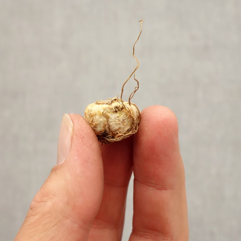 Example of Fritillaria michailovskyi Zwiebel size 5+ as you get in automne