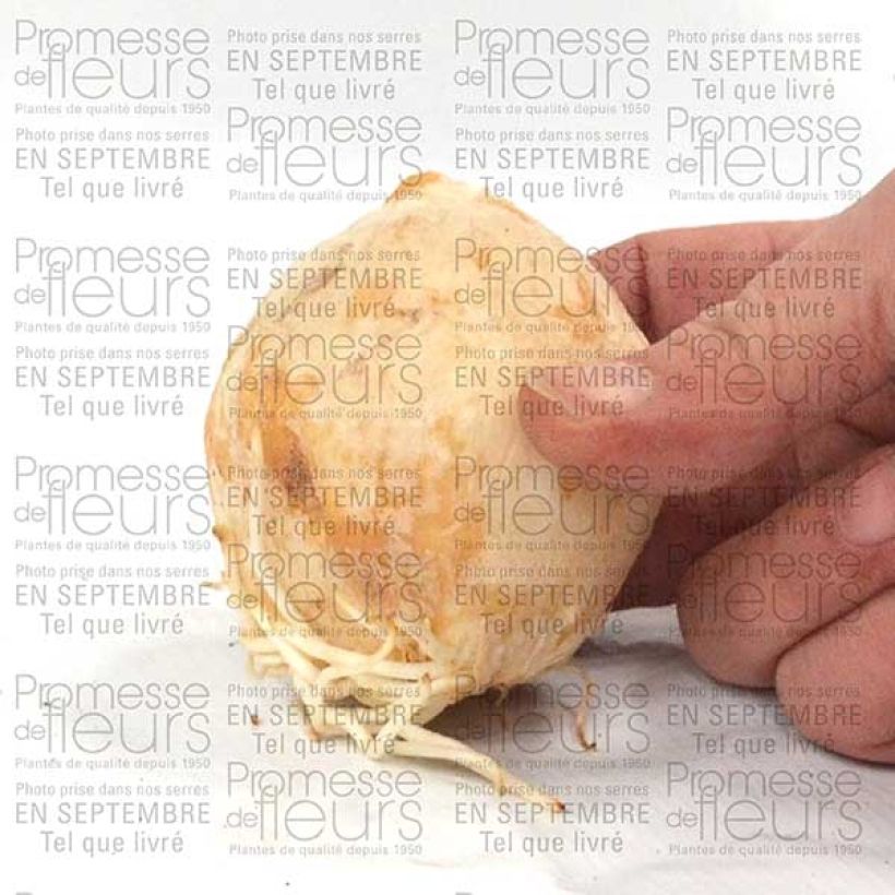 Example of Persische Kaiserkrone Adiyaman - Fritillaria persica Zwiebel size 20+ as you get