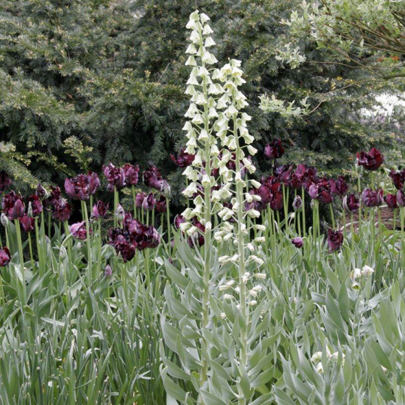 Example of Persische Kaiserkrone Ivory Bells - Fritillaria persica Zwiebel size I as you get