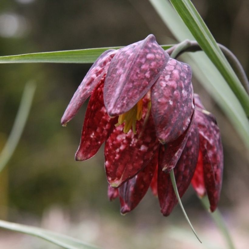 Fritillaria meleagris - Schachblume (Flowering)