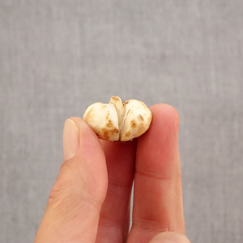 Exemplar von Fritillaria meleagris - Schachblume Zwiebel Kaliber/Größe 6+ wie im Herbst geliefert