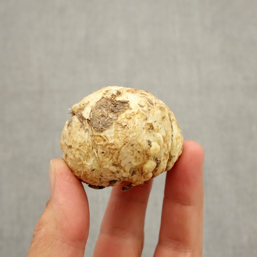 Example of Fritillaria sewerzowii Zwiebel size I as you get in automne