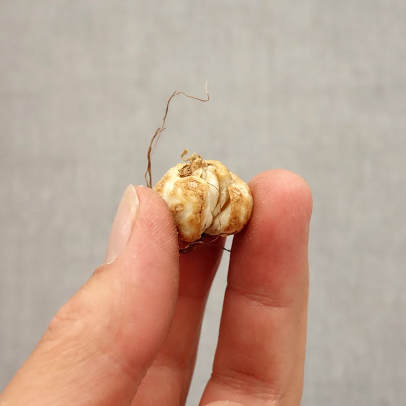 Example of Fritillaria thunbergii Zwiebel size 5+ as you get in automne