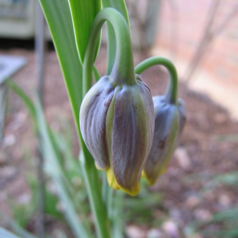 Fritillaria uva-vulpis - Fuchstrauben-Fritillarie (Flowering)